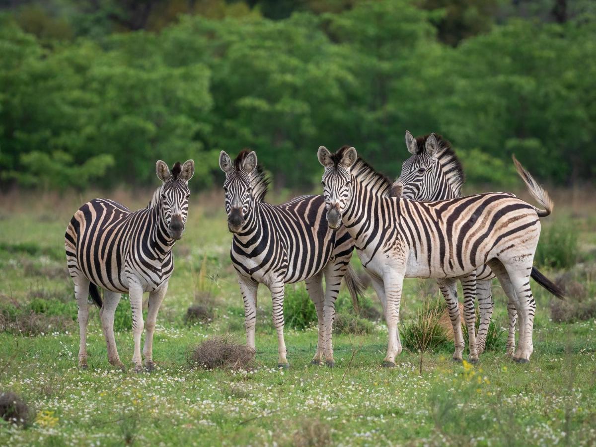 Sofala Lodge モコパネ エクステリア 写真