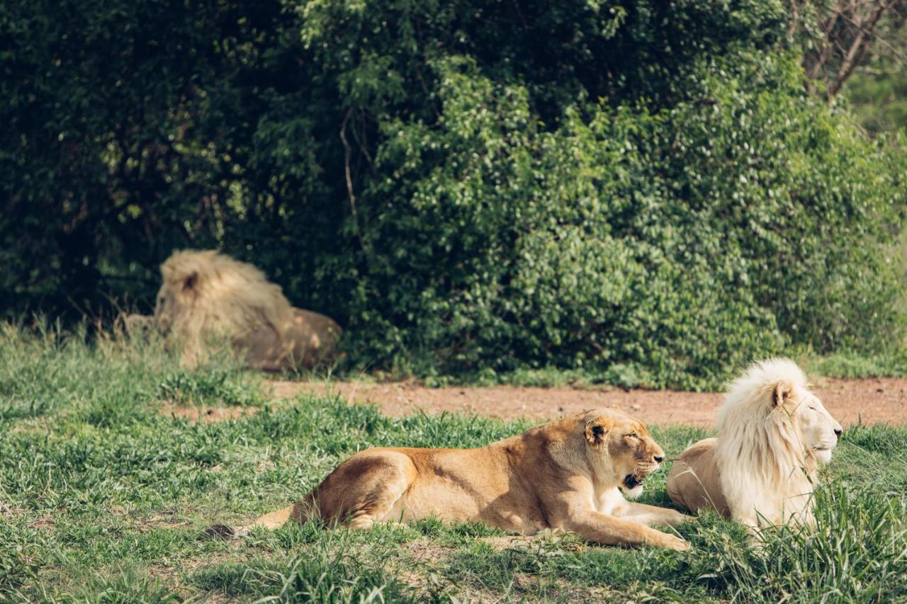 Sofala Lodge モコパネ エクステリア 写真