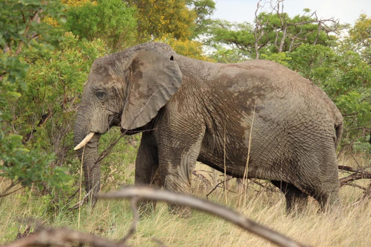 Sofala Lodge モコパネ エクステリア 写真