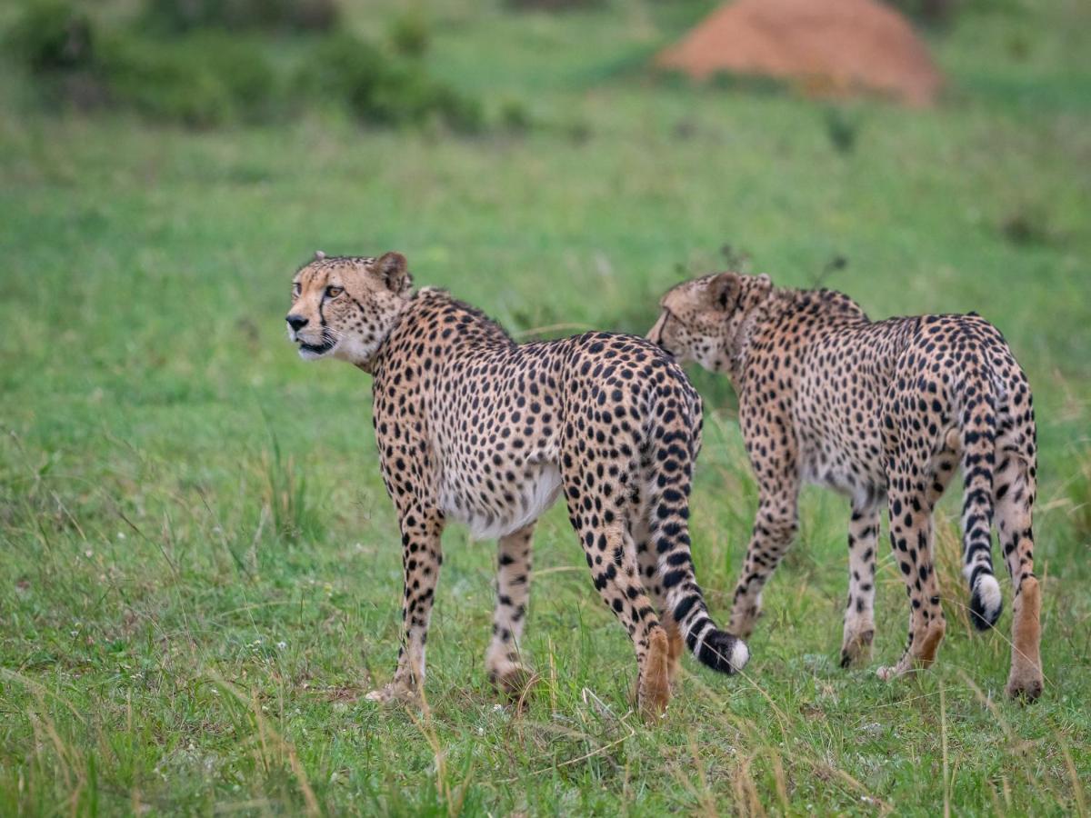 Sofala Lodge モコパネ エクステリア 写真